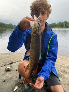 Northern Pike
