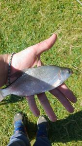Common Bream