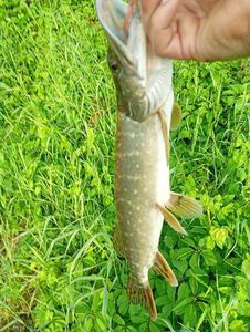 Northern Pike