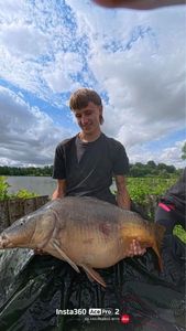 Mirror Carp