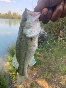 Largemouth Bass