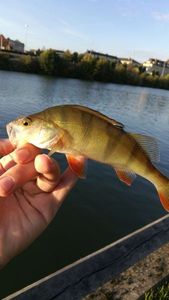 European Perch
