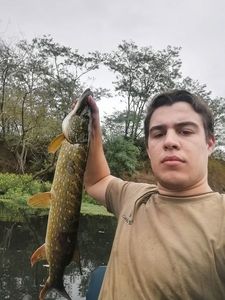 Northern Pike
