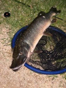 Northern Pike