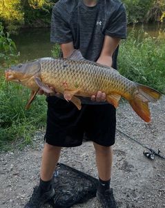 Common Carp