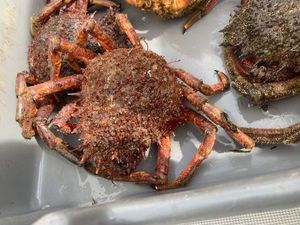 European Spider Crab