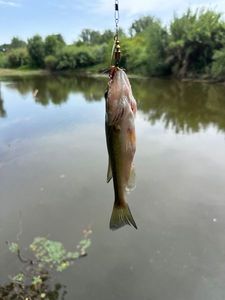 Largemouth Bass
