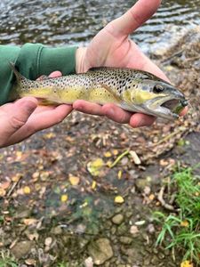 Brown Trout