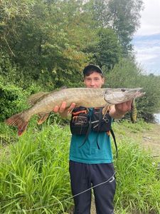 Northern Pike