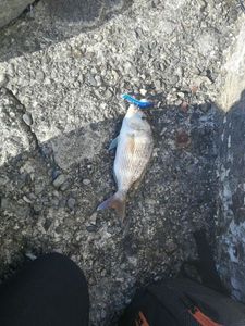 Black Seabream