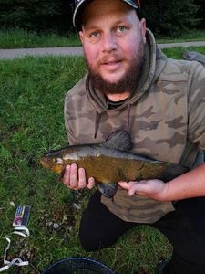 Tench
