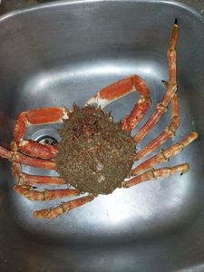 Araignée de Mer Atlantique