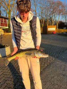 Zander