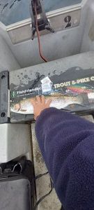 Rainbow Trout