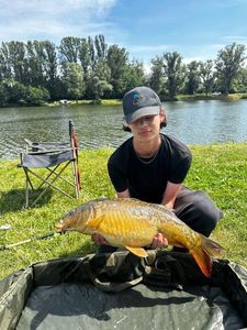 Mirror Carp