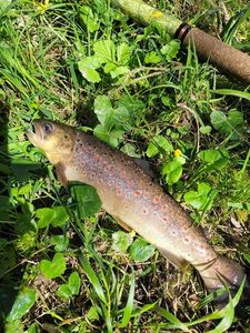 Brown Trout