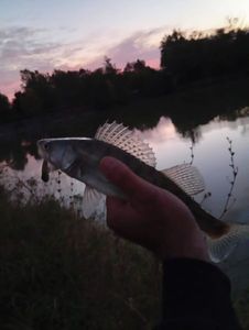 Zander