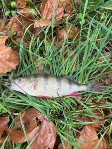 European Perch