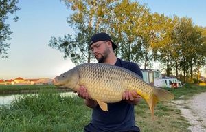Common Carp