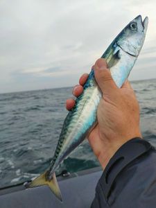 Mackerel