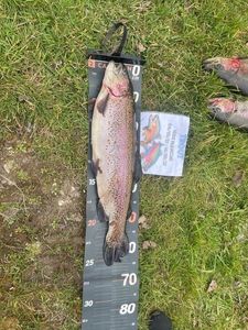 Rainbow Trout