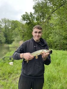 Northern Pike