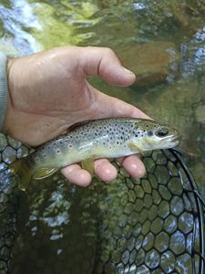 Brown Trout