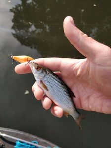 Roach