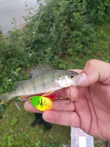European Perch