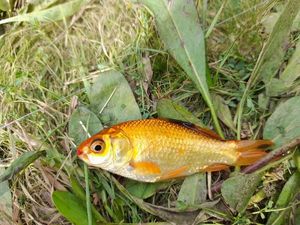 Crucian Carp