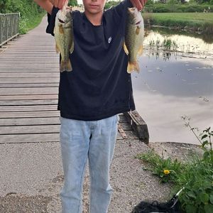 Largemouth Bass