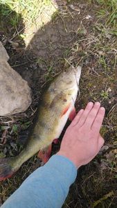 European Perch