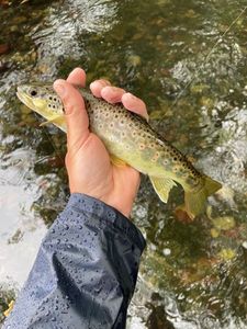 Brown Trout