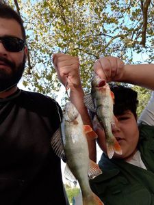 European Perch