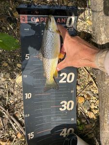 Brown Trout