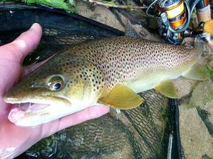 Brown Trout