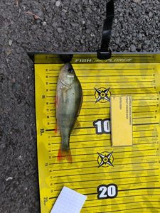 Yellow Perch