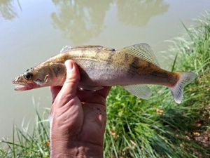 Zander