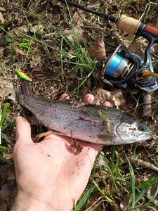 Brown Trout