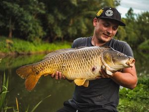 Common Carp