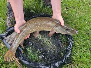Northern Pike
