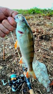 European Perch