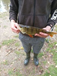 European Perch