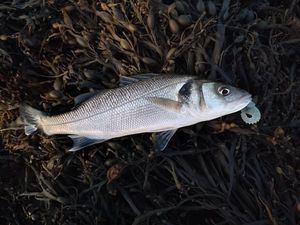 European Bass (Seabass)