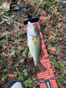 Largemouth Bass