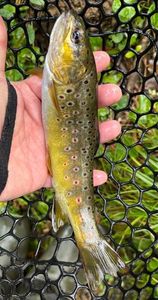 Brown Trout