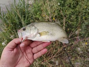Largemouth Bass
