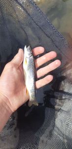 Brook Trout