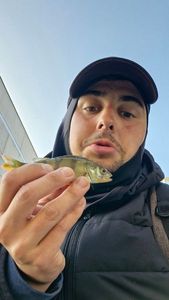 European Perch