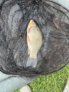 Crucian Carp